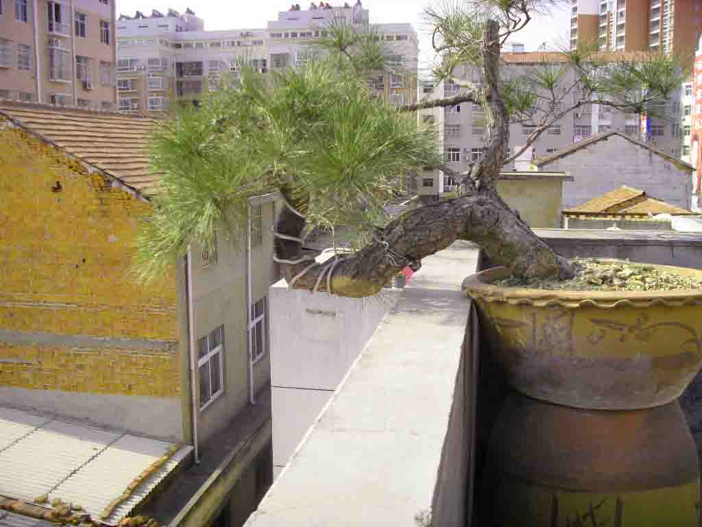 SDC12536.JPG
