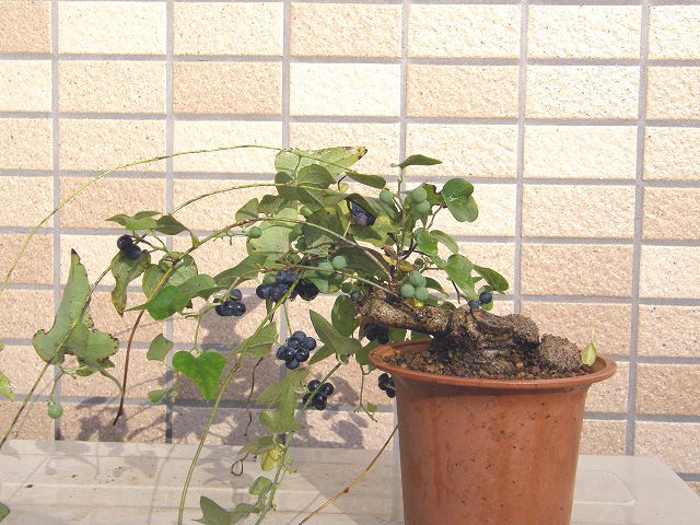 20111114210812e7c.jpg