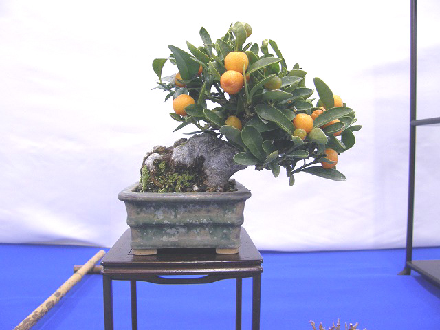 20120107194002d2f.jpg