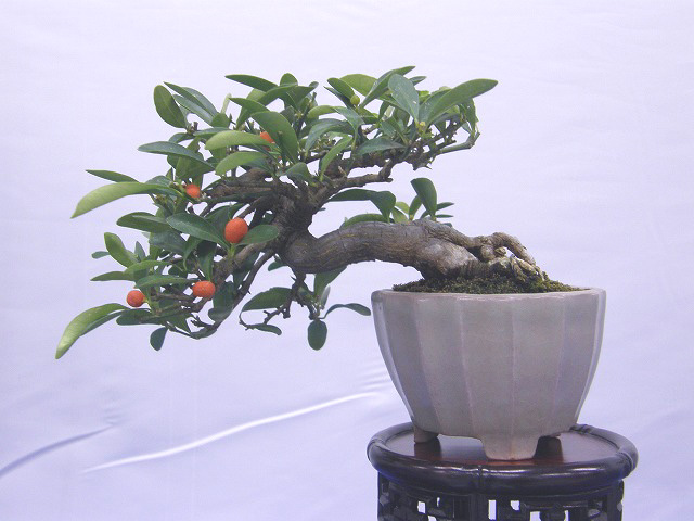 20120107194010d77.jpg