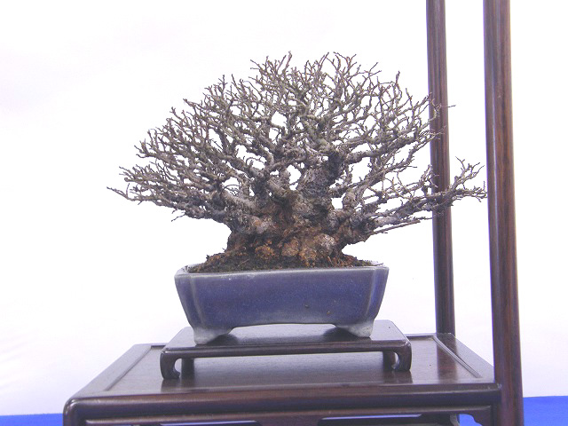 2012010719423840d.jpg