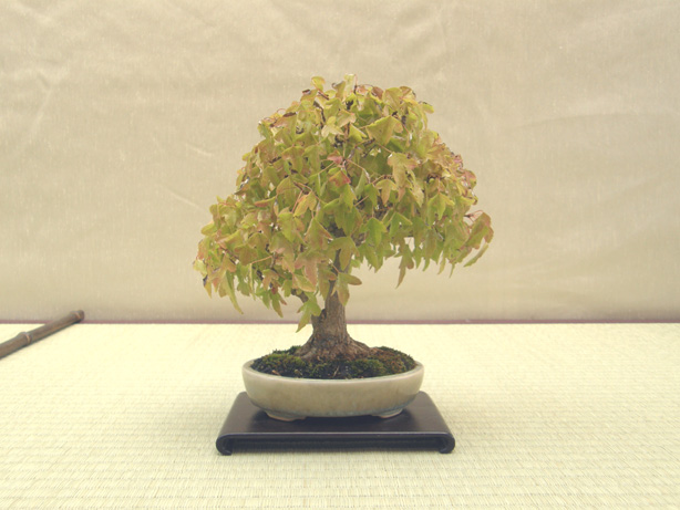 20111015194550020.jpg