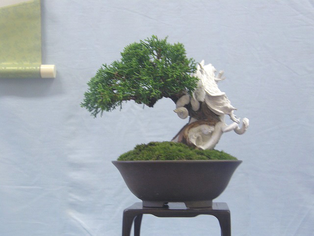 111120sinpaku01.jpg