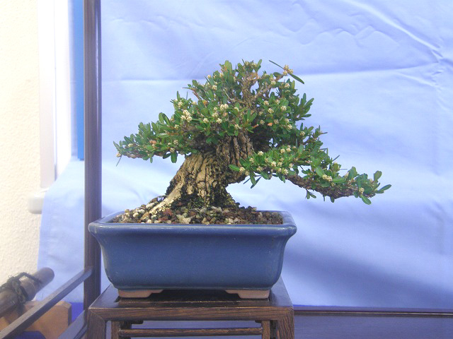 111120taiwantuge01.jpg