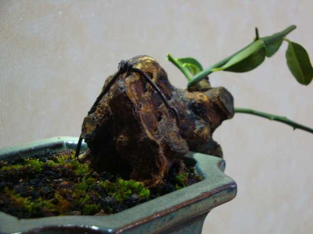 DSC07690.JPG