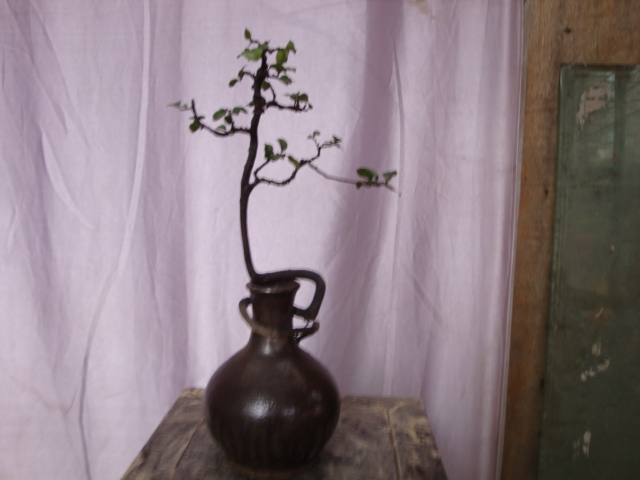 DSC06075.JPG