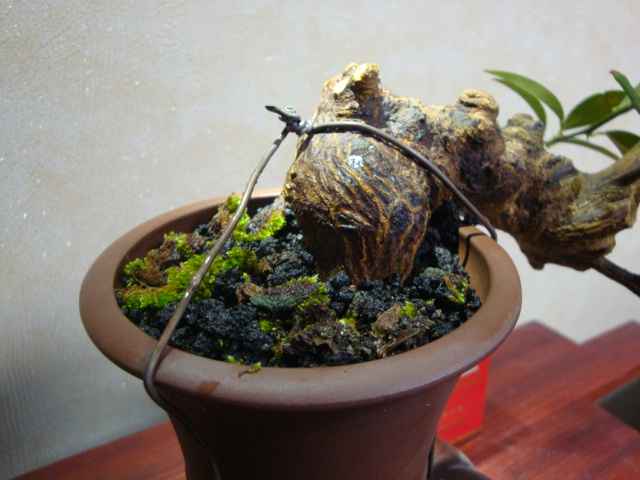 DSC07687.JPG