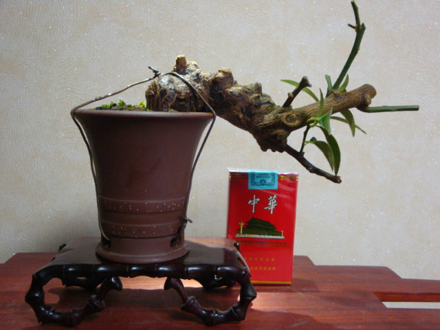 DSC07684.JPG
