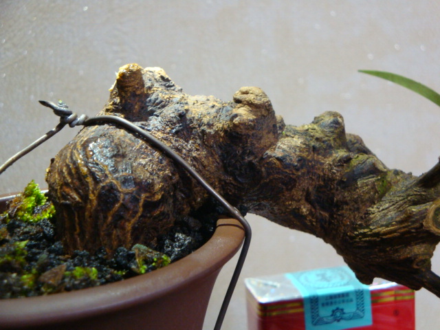 DSC07685.JPG