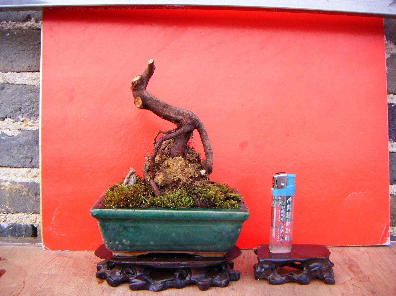 Ƭ 1709.jpg
