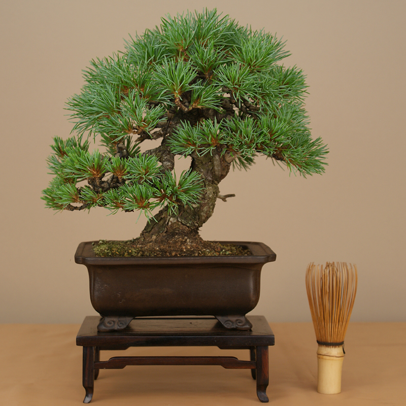 goyo-yama-1.jpg