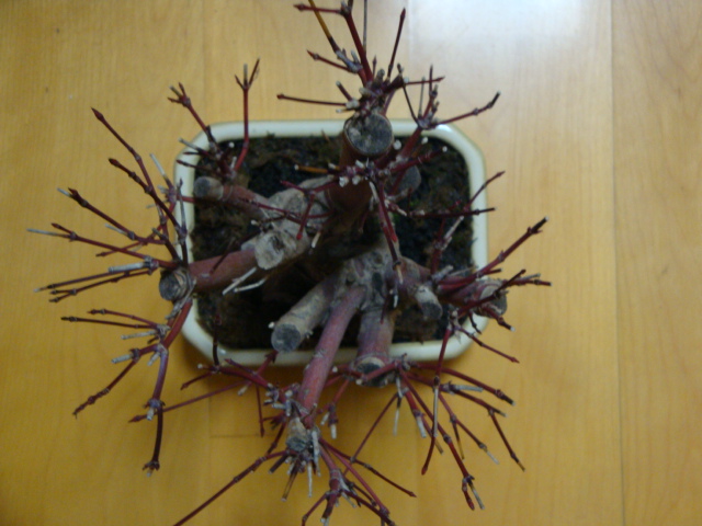 DSC07787.JPG