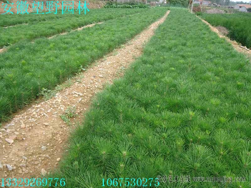 100638ckxgoancl99tcqa9.jpg