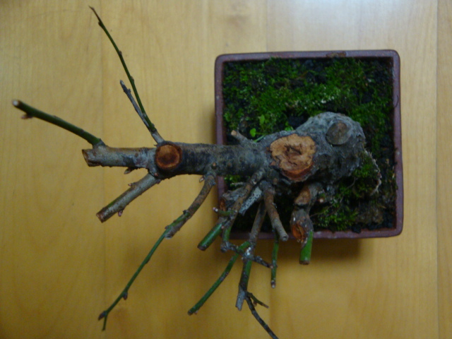 DSC07835.JPG