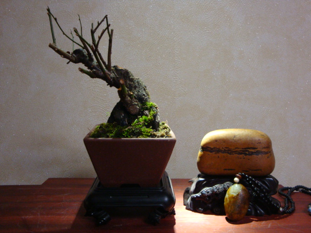 DSC07828.JPG