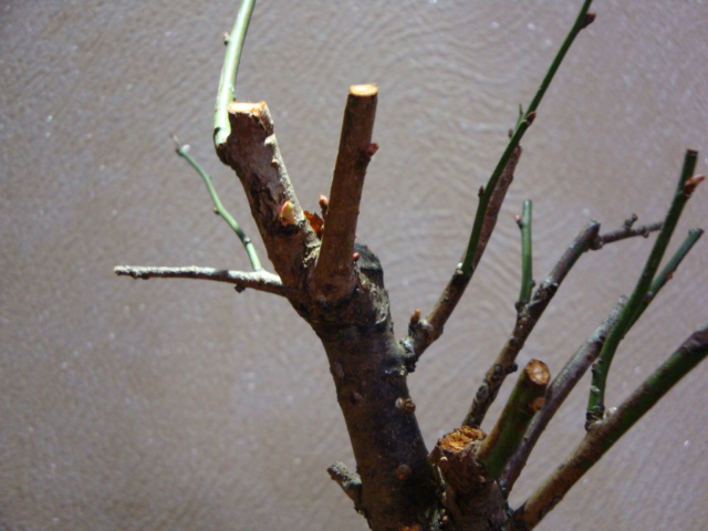 DSC07830.JPG
