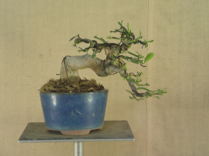 sn3d0220.jpg