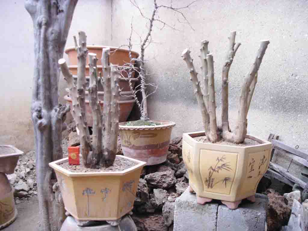 SDC12569.JPG