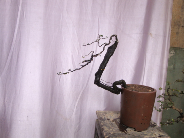 DSC06157.JPG