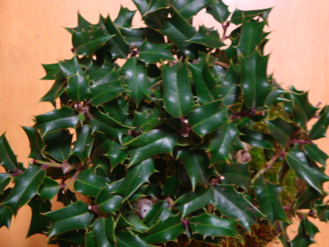 DSC07841.JPG
