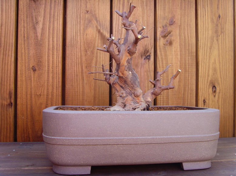 SNV31041.jpg