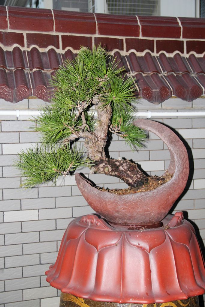 辰2012 (2).jpg