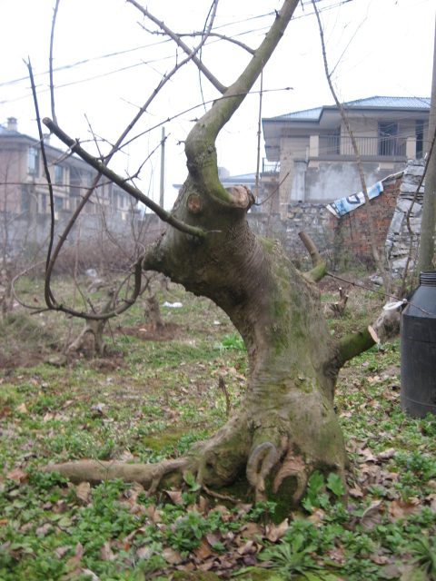 IMG_0050.JPG