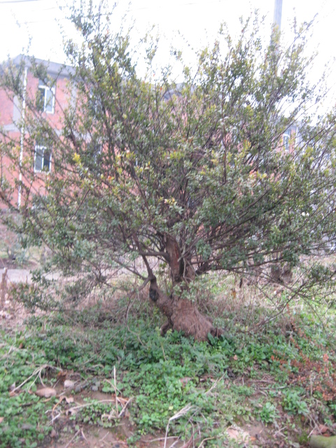 IMG_0029.JPG