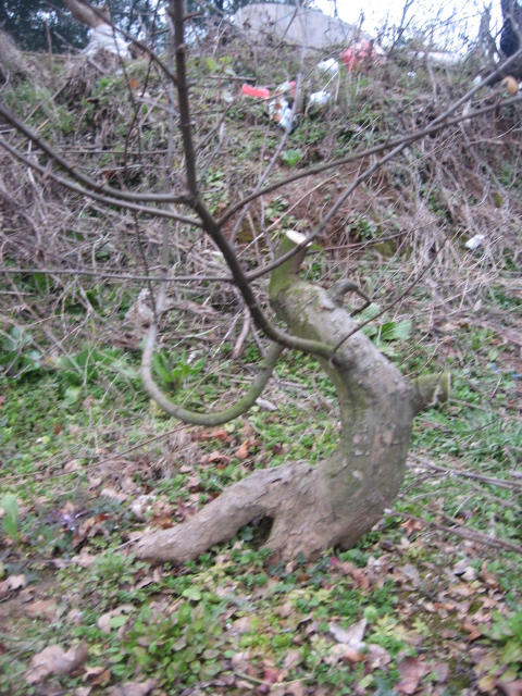 IMG_0047.JPG