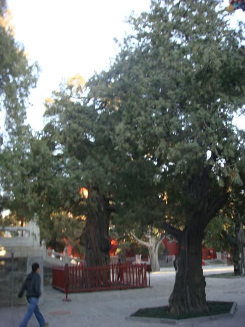 DSC00728.JPG