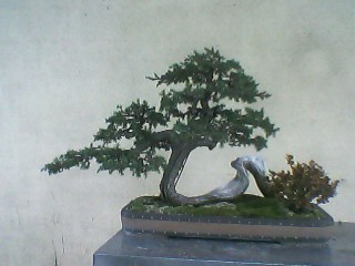 IMG0121A.jpg