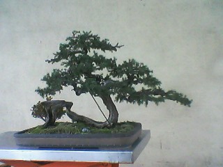 IMG0122A.jpg