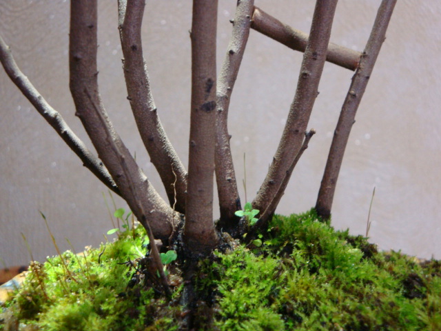 DSC07855.JPG