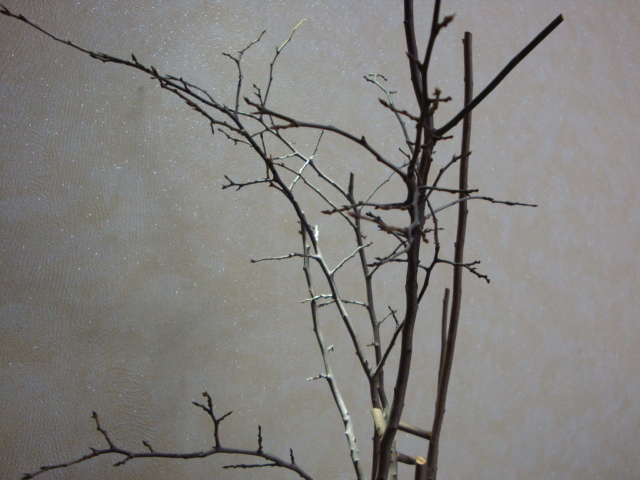 DSC07856.JPG