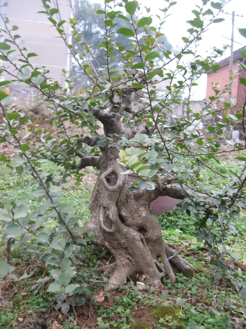 IMG_0170.JPG