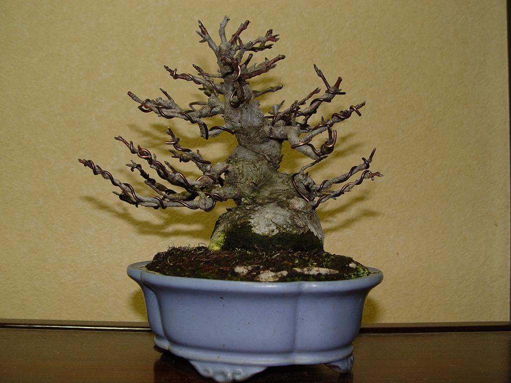 29dedafe.jpg