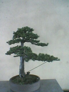 IMG0126A.jpg