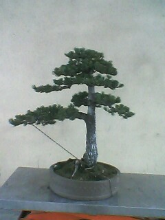 IMG0127A.jpg