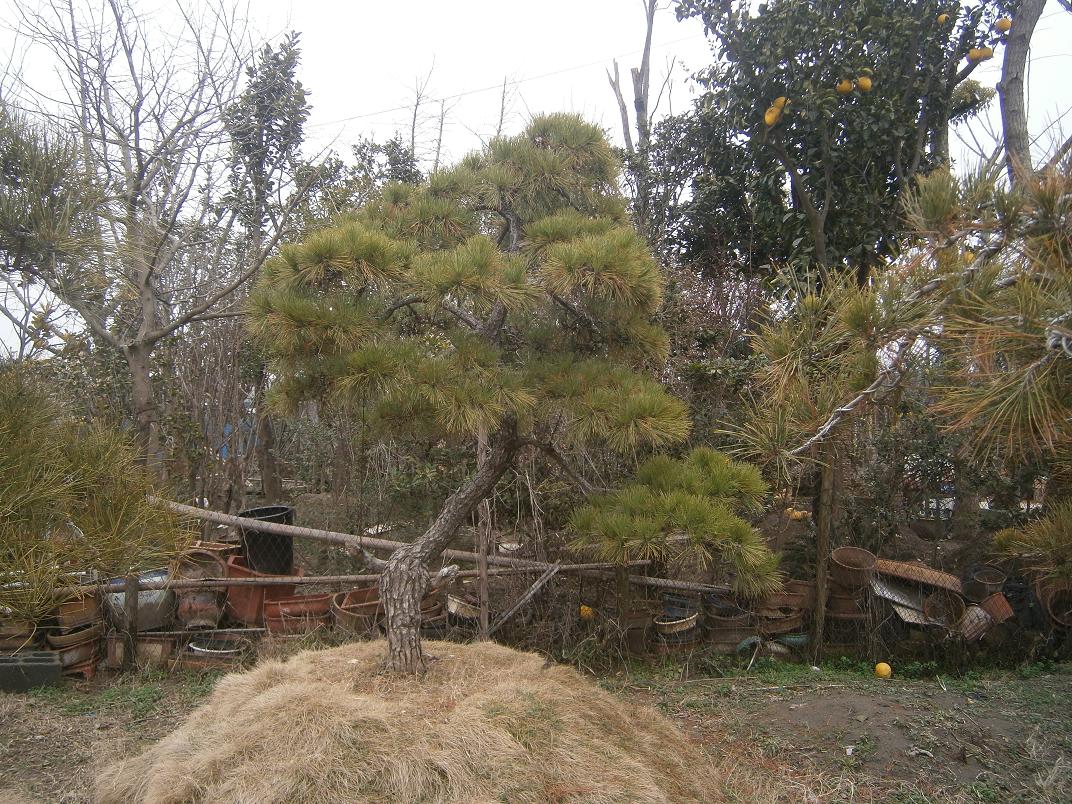P2242025.JPG