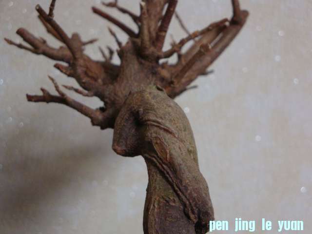 DSC07844.JPG