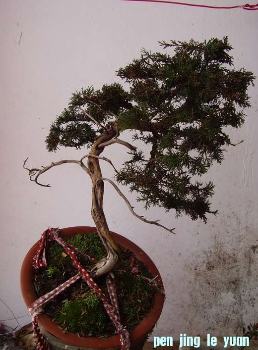 ڵı