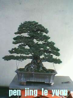 IMG0132A.jpg