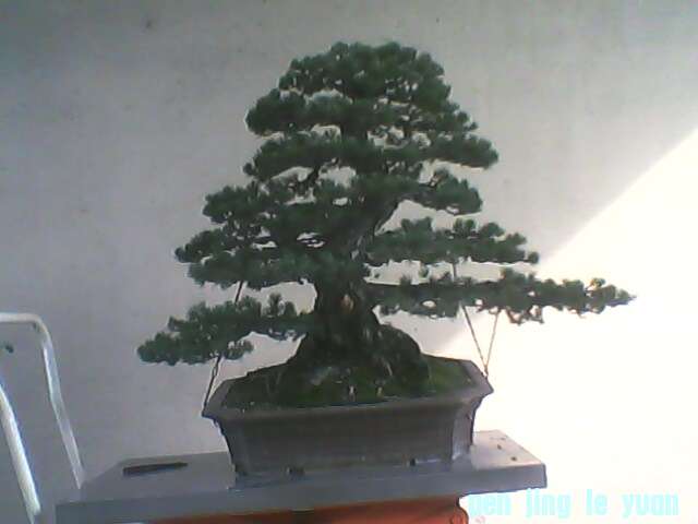 IMG0135A.jpg