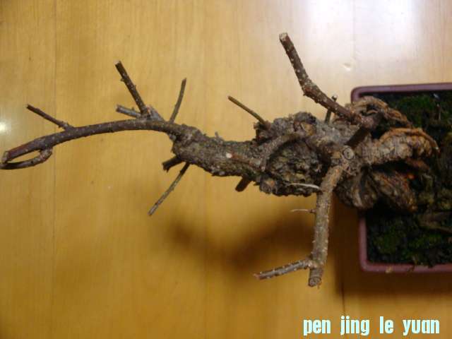 DSC07851.JPG