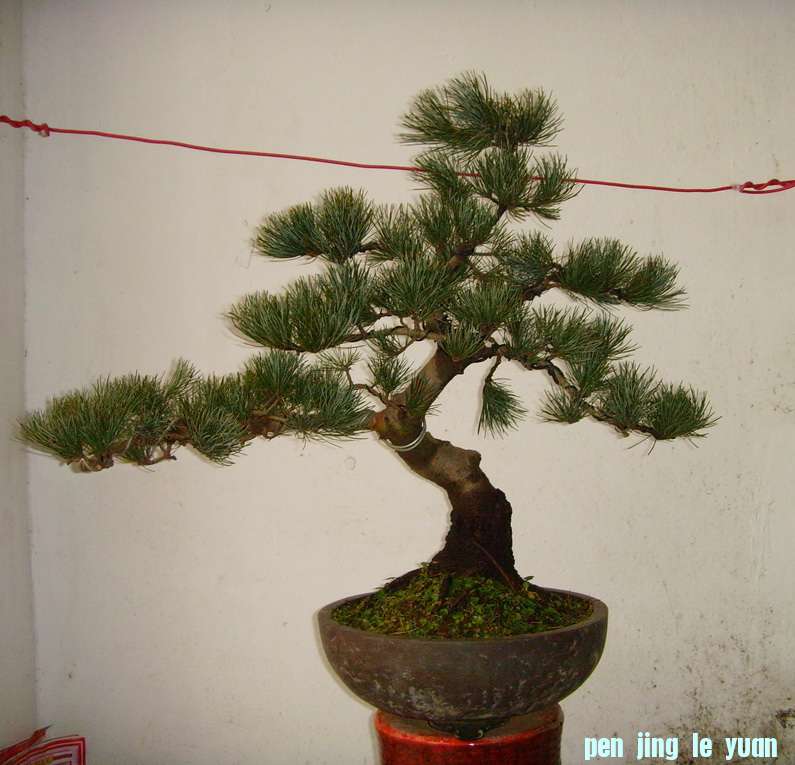 SNV37578.JPG