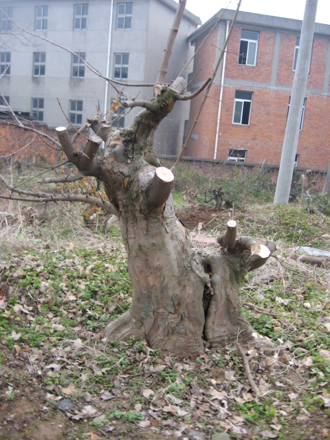 IMG_0083.JPG