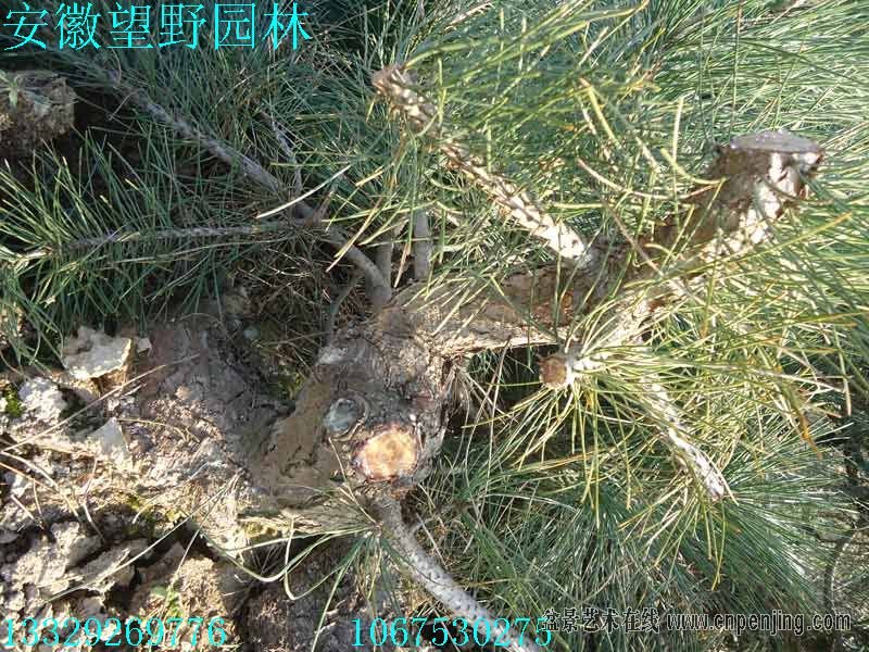 090207u5vavappxhtzyhoo.jpg