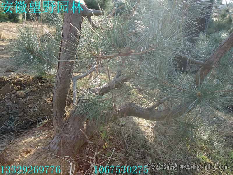 090152ddsece0055oodajx.jpg