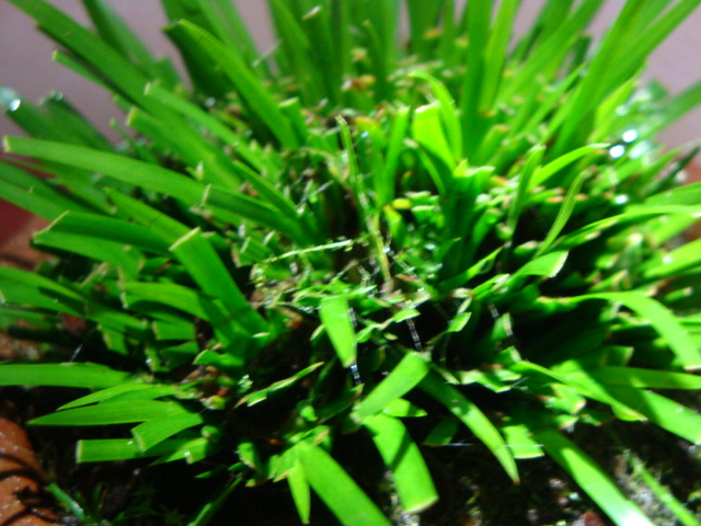 DSC07901.JPG