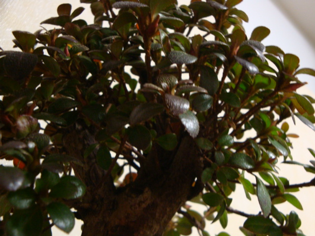 DSC07955.JPG
